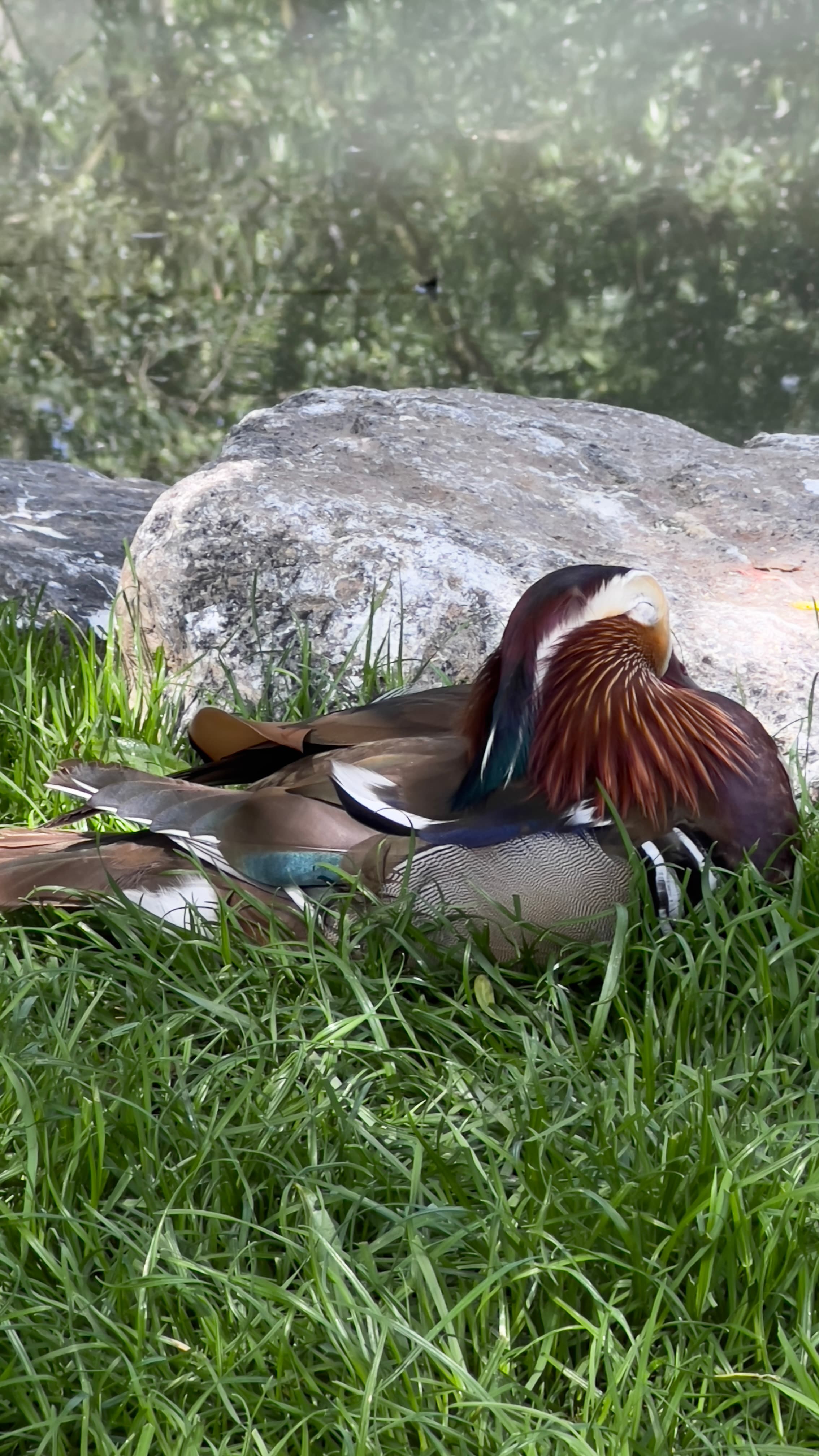 Colorful mandarin duck resting on grass at Pairi Daiza Belgium